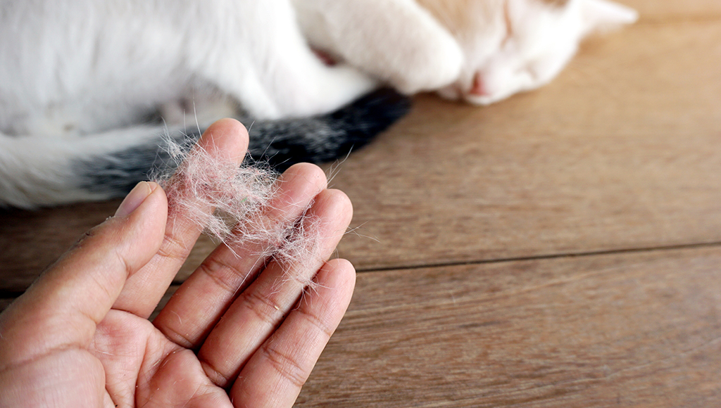 5 Things You Need to Do to Make Your House Pet Hair Free Zone