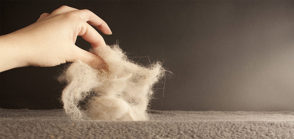 5 Items to Remove Pet Hair from Carpets and Furniture