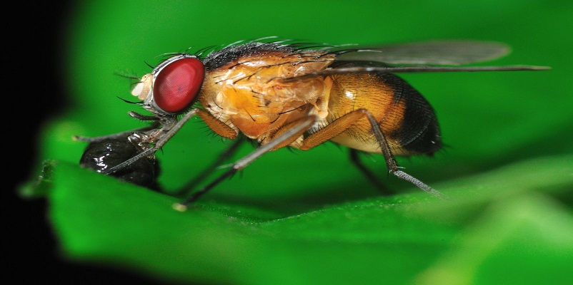 How to Get Rid of Fruit Flies with Ease?