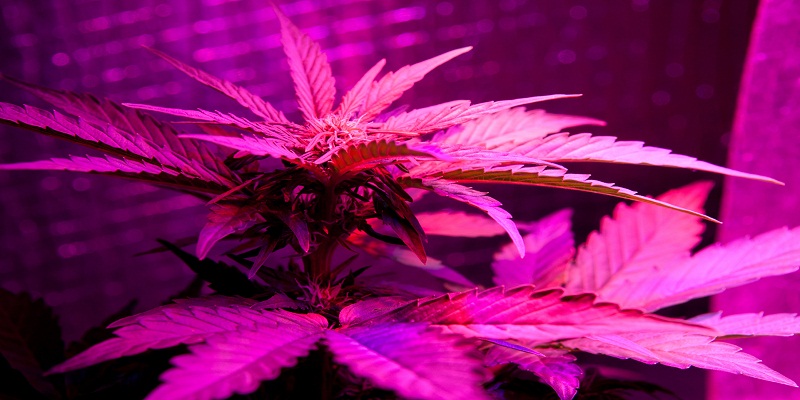 What are the Best Brands of LED Grow Lights for Indoor Plants?