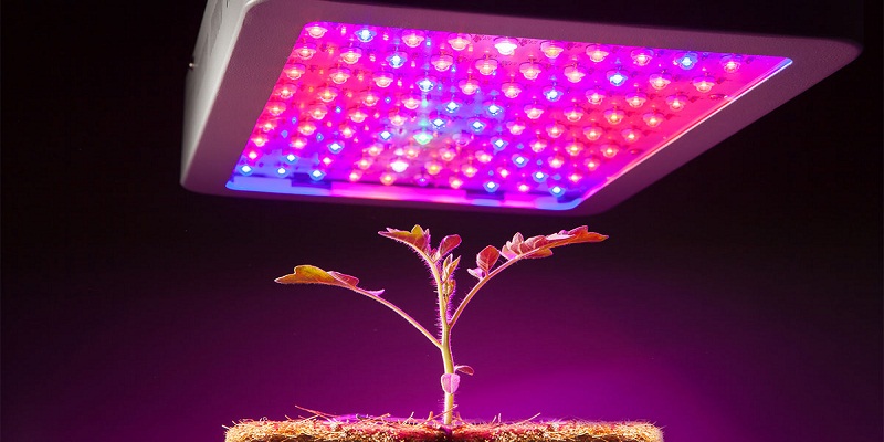 Tips to Choose the Right LED Growing Lights for Your Indoor Farming