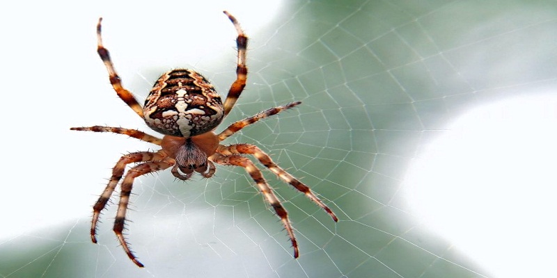 How to Remove Spiders from Home?